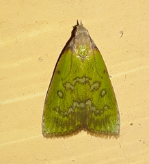 Doloessa viridis