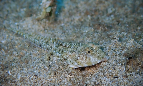Callionymus decoratus observed 2021-04-04