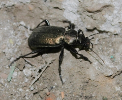 Calosoma maderae