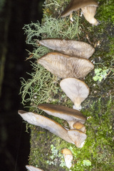 Pleurotus purpureo-olivaceus