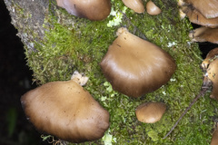 Pleurotus purpureo-olivaceus