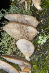 Pleurotus purpureo-olivaceus