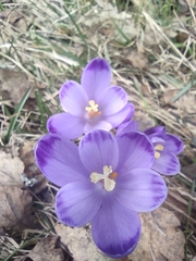 Crocus heuffelianus scepusiensis