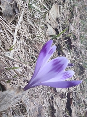 Crocus heuffelianus scepusiensis