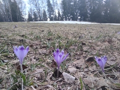 Crocus heuffelianus scepusiensis