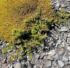 Anisotome aromatica