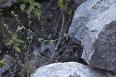 Galium verticillatum