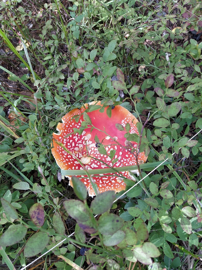 Fly Agaric From On August 26   Large 