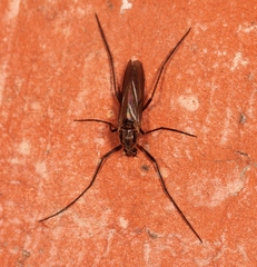 Prodiamesa olivacea