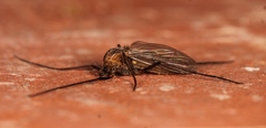 Prodiamesa olivacea