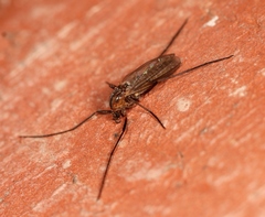 Prodiamesa olivacea