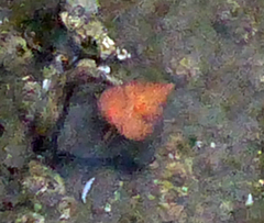 Calliostoma gloriosum image