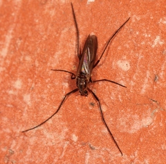 Prodiamesa olivacea