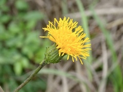 Gynura divaricata