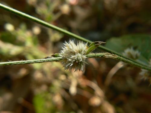 Sessile joyweed (Alternanthera sessilis)