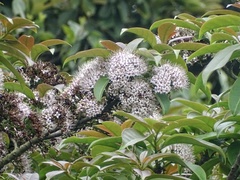 Ehretia longiflora