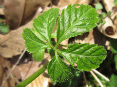 Gynostemma pentaphyllum