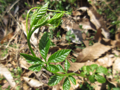 Gynostemma pentaphyllum