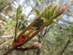 Toxicodendron trichocarpum