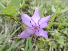 Rhododendron farrerae