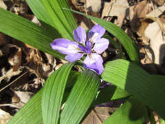 Iris rossii