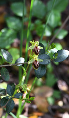 Ophrys sphegodes hebes