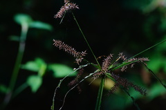 Cyperus mutisii