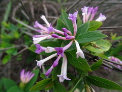 Wikstroemia monnula