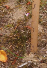 Caladenia pusilla