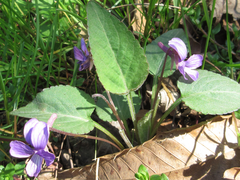 Viola philippica