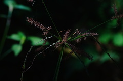 Cyperus mutisii