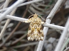 Callopistria flavitincta