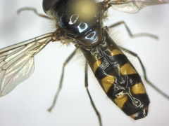 Meliscaeva auricollis