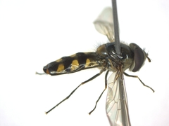 Meliscaeva auricollis