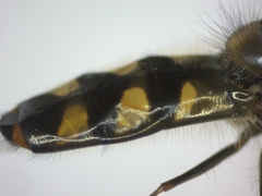 Meliscaeva auricollis