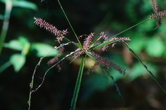 Cyperus mutisii