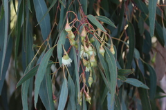 Eucalyptus tricarpa