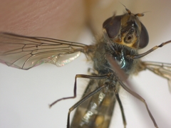 Meliscaeva auricollis