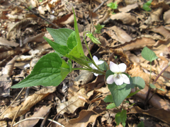 Viola acuminata