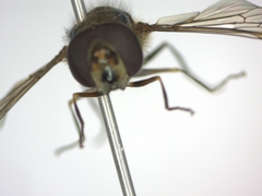 Meliscaeva auricollis