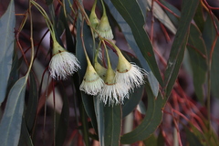 Eucalyptus tricarpa