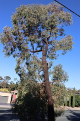 Eucalyptus tricarpa