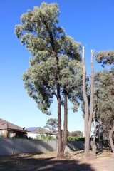 Eucalyptus tricarpa