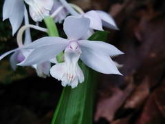 Calanthe aristulifera