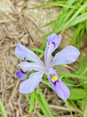 Iris speculatrix