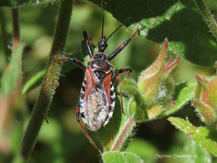 Rhynocoris cuspidatus