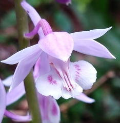 Calanthe aristulifera