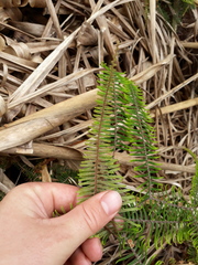 Gleichenia dicarpa