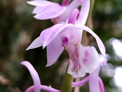 Calanthe aristulifera