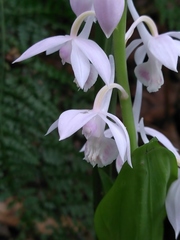 Calanthe aristulifera